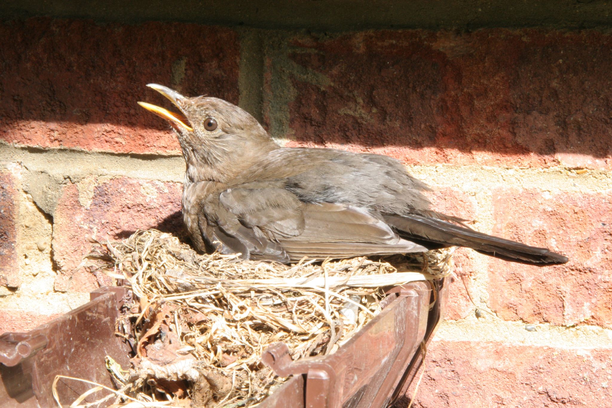 Prevent Birds From Nesting In Gutters