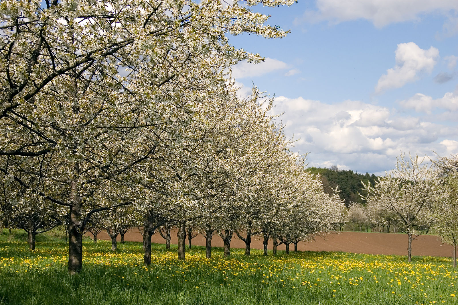 Common Spring Plumbing Problems