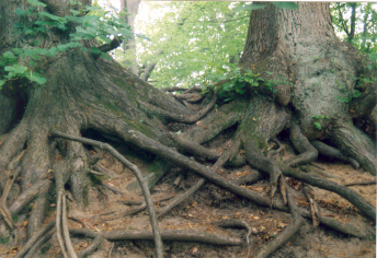 Tree Roots