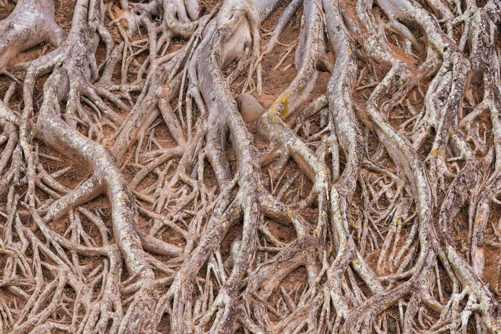 Root texture. Корни текстура. Корень дерева текстура. Текстура корешка.