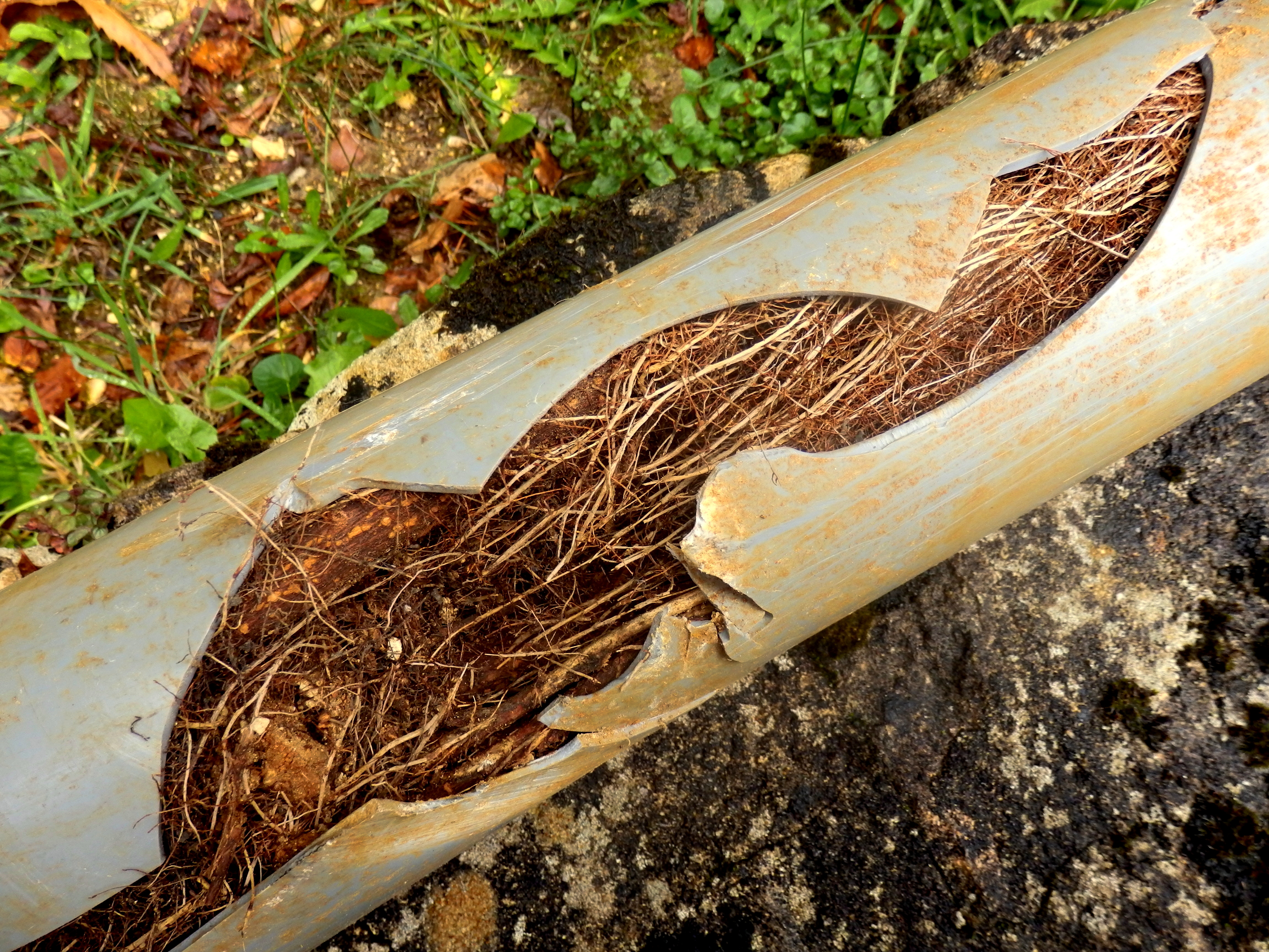 Tree Root Plumbing Problems | Super Terry | Pittsburgh