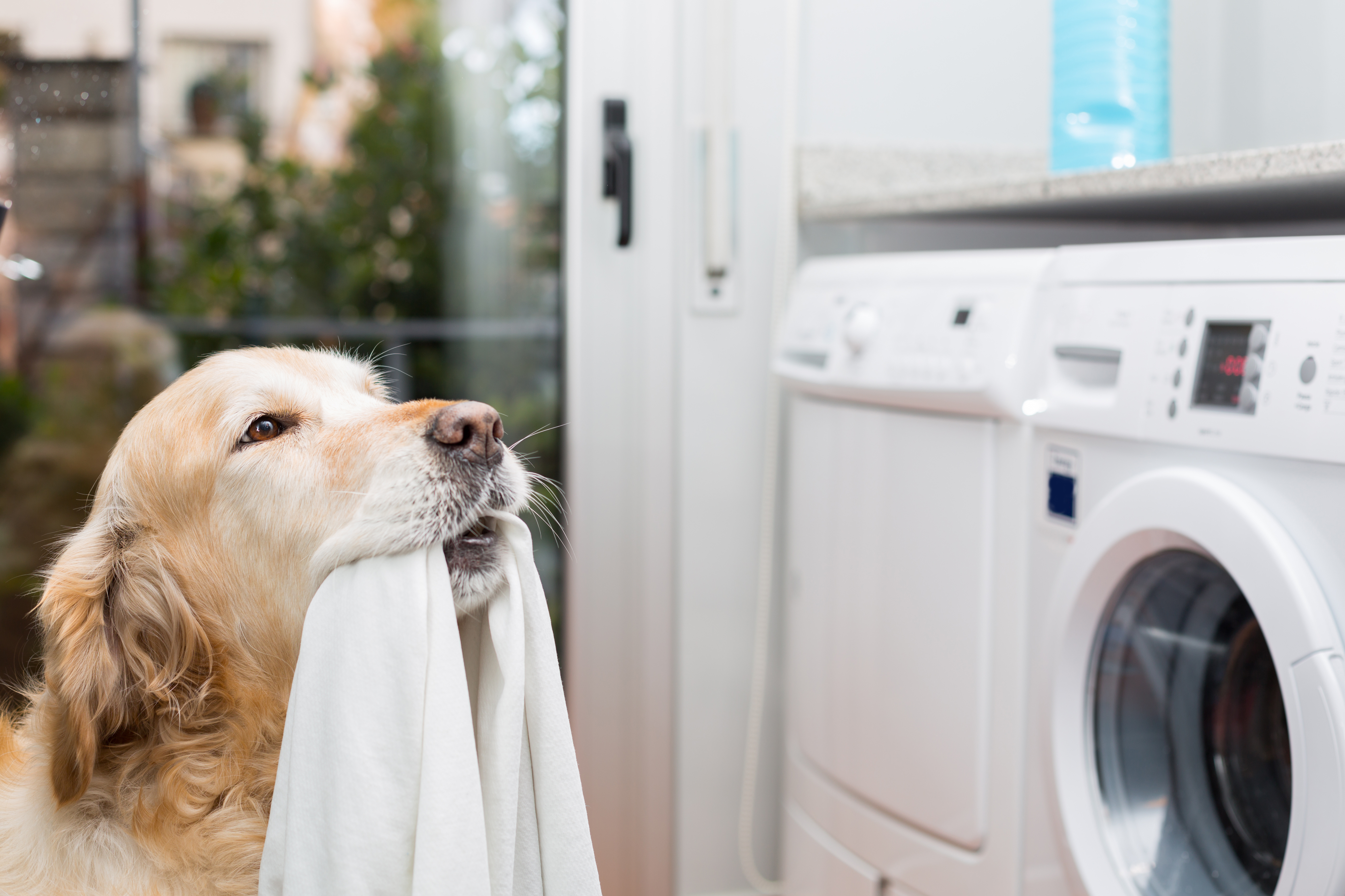 How Pet Hair Ruins Washing Machines | Pittsburgh | Terry's Plumbing