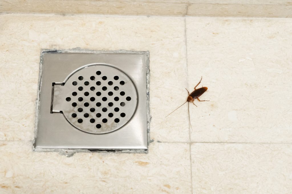 Bugs that Live in your Pipes Terry's Plumbing