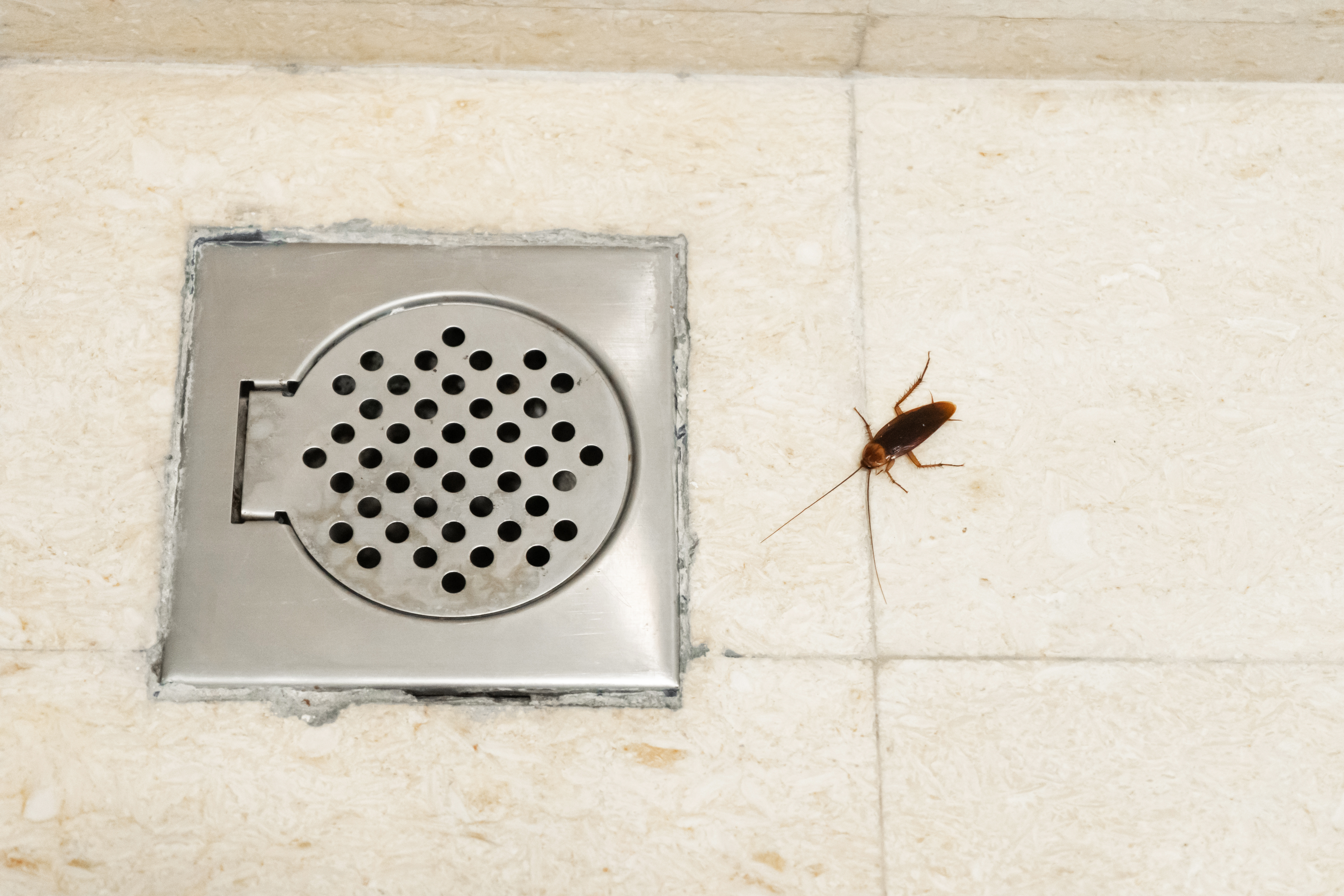 Bugs that live in your pipes | Pittsburgh | Terry's Plumbing