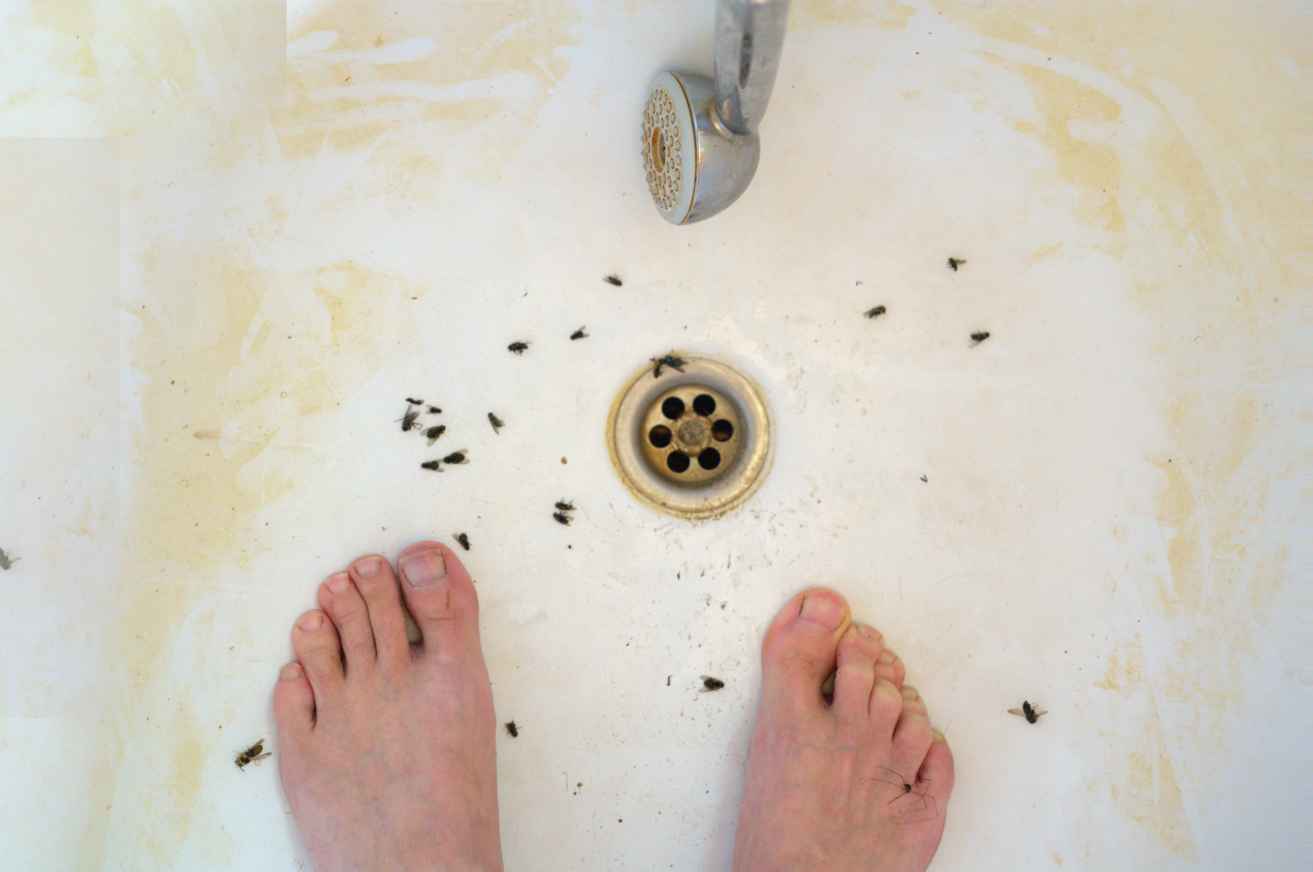 Cleaning 101: Getting Rid of Drain Flies | Pittsburgh | Terry's Plumbing